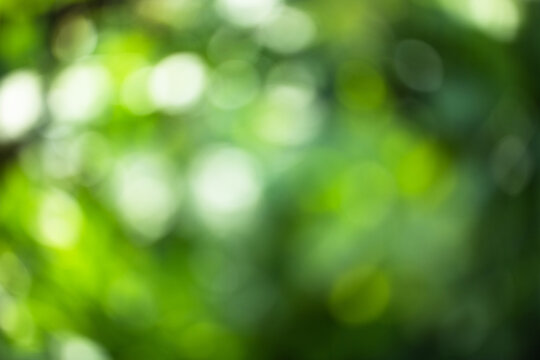 green blurred bokeh of vegetable garden, eco friendly background