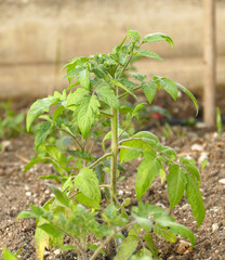 organic tomato cultivation, close-up of tomato plant planted in open field,