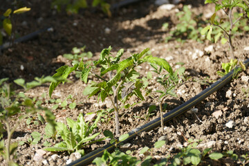 organic tomato cultivation, close-up of tomato plant planted in open field,