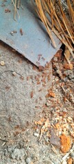 A group of red ants gathered in a cluster on a rock