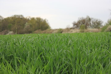 juicy green grass in spring