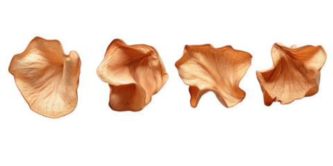 Dried Flower Petals Arranged In A Row Against Black Background, on transparent background , png