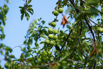 green plums standing in large numbers on the tree