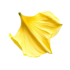 Naklejka premium Single Yellow Flower Petal Isolated Black Background