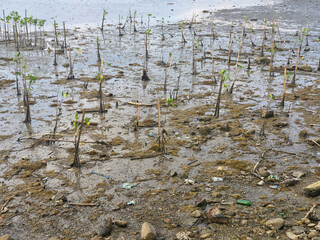 Mangrove seedlings on the beach