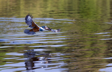 Ringed Kingfisher with a fish in its beak in flight with reflection after a splash in the water , in the Pantanal of Brazil