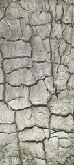 The surface motif of a burnt tree leaves black wood charcoal full of cracks