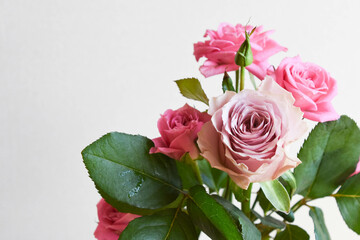 ピンクと紫のばら