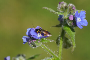 Close up sawfly Pamphilius hortorum. Family Pamphiliidae. On flowers of green alkanet (Pentaglottis sempervirens), family borage (Boraginaceae)