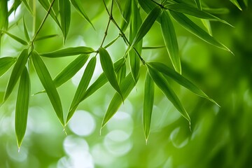 Fototapeta premium Fresh green bamboo leaves with a bright natural background