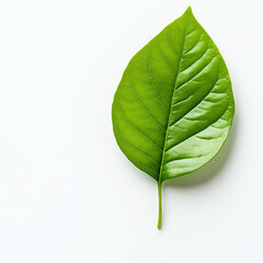 Obraz premium Close-up of a vibrant green leaf against a clean, white background.