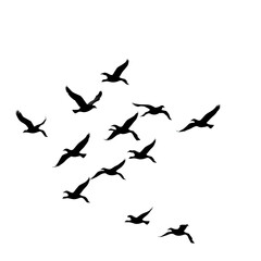 Fototapeta premium Silhouettes of birds flying in formation against a white background.