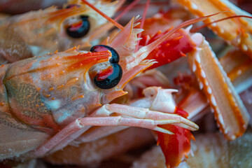 Close-up cooked, fresh Scottish langoustines (nephrops norvegicus) - also known as Scampi, Dublin Bay prawn and Norway lobster.