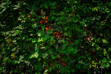 Collection of vibrant plants. Colourful, Biodiversity background