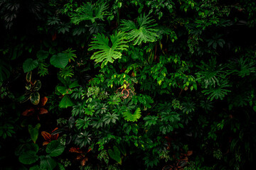 Wall of vibrant plants with deep shadows. Biodiversity collection.