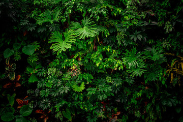 Wall of vibrant plants with deep shadows. Biodiversity collection.