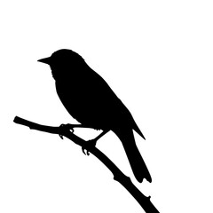 Obraz premium Silhouette of a bird perched on a branch against a white background.