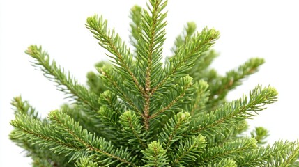 Obraz premium Lush Green Fir Tree Branches Close Up View