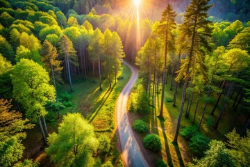 Obraz premium Breathtaking Aerial View of a Serene Forest Path Surrounded by Lush Greenery and Sunlight Piercing Through the Trees, Perfect for Nature Lovers and Outdoor Enthusiasts
