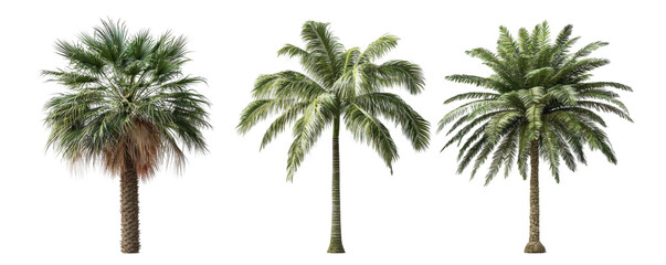 Palm Trees Isolated on PNG Transparent Background
