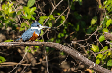 Ringed Kingfisher sitting on a branch observing the river to catch a fish, in the Pantanal of Brazil