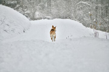 Winter scenery with a dog in a snowy forest