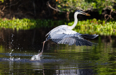Cocoi Heron emerging from the water with a splash caught a fish holding it in its beak in Pantanal river of Brazil