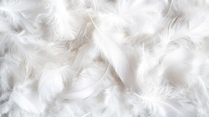 Fototapeta premium white feathers background.