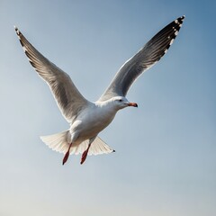 "A graceful seagull gliding with wings curved upwards, isolated on a white background."