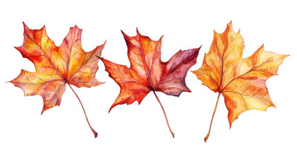 Fototapeta premium Three Watercolor Paintings Of Autumn Maple Leaves, on transparent background , png