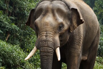 ELEPHANT,animal,big,big animal,wild,asia