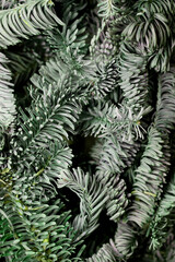 christmas tree background