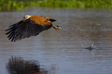 Picture sequence B 3 of 4. Black collared Hawk hunting fish in the Pantanal wetlands in Brazil. 