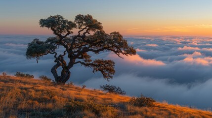 Obraz premium A solitary tree stands above a sea of clouds during a colorful sunset.