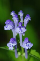 タツナミソウの花