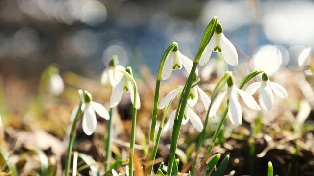 white spring flowers