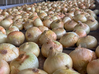 Closeup Of Large, Yellow Onions In Sorting In Bulk Full Frame