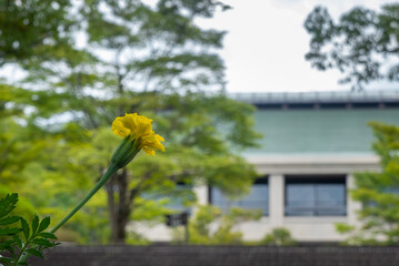 公園に咲く黄色い花