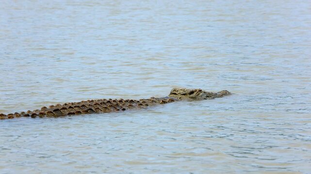 A large Nile Crocodile, (crocodylus niloticus) floats in the waters of Lake Chamo in Nechisar National Park, Ethiopia