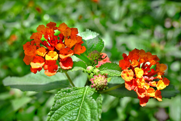 FLORES MULTICOLOR HOJAS VERDES EN EL JARDÍN NATURAL