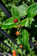 FLORES MULTICOLOR HOJAS VERDES EN EL JARDÍN NATURAL