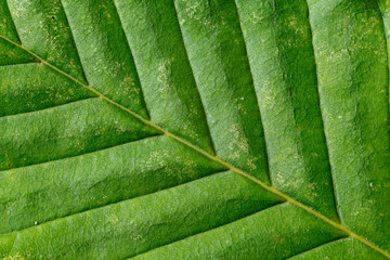 Closeup of green leaf, filling the whole canvas. Many leaf details perceptible.  Beautiful background.