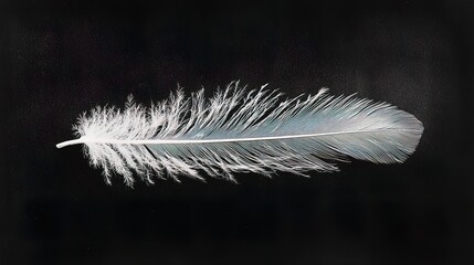 Single light-blue bird feather isolated on black background.