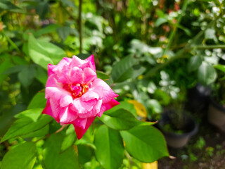 Vibrant Pink Rose in a Garden Setting