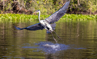 Cocoi Heron emerging from the water with a splash caught a fish holding it in its beak in Pantanal river of Brazil