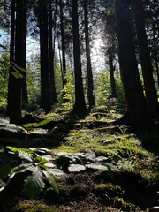 the sun breaks through the thicket of trees