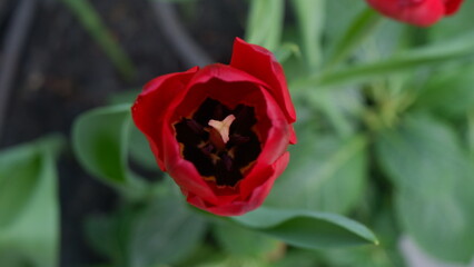 Top view of a single beautiful red tulip close up its pollen and its green leaves behind, Flower background