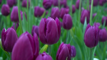 Obraz premium Gorgeous hard violet Tulip field with its green leaves, beautiful flower background