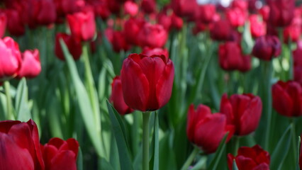 Beautiful red tulip field with its green leave, Gorgeous flower, romantic flower, flower background