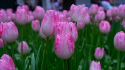 Fototapeta premium Close up of beautiful soft pink tulip field with its green leave, Gorgeous flower, romantic flower, flower background